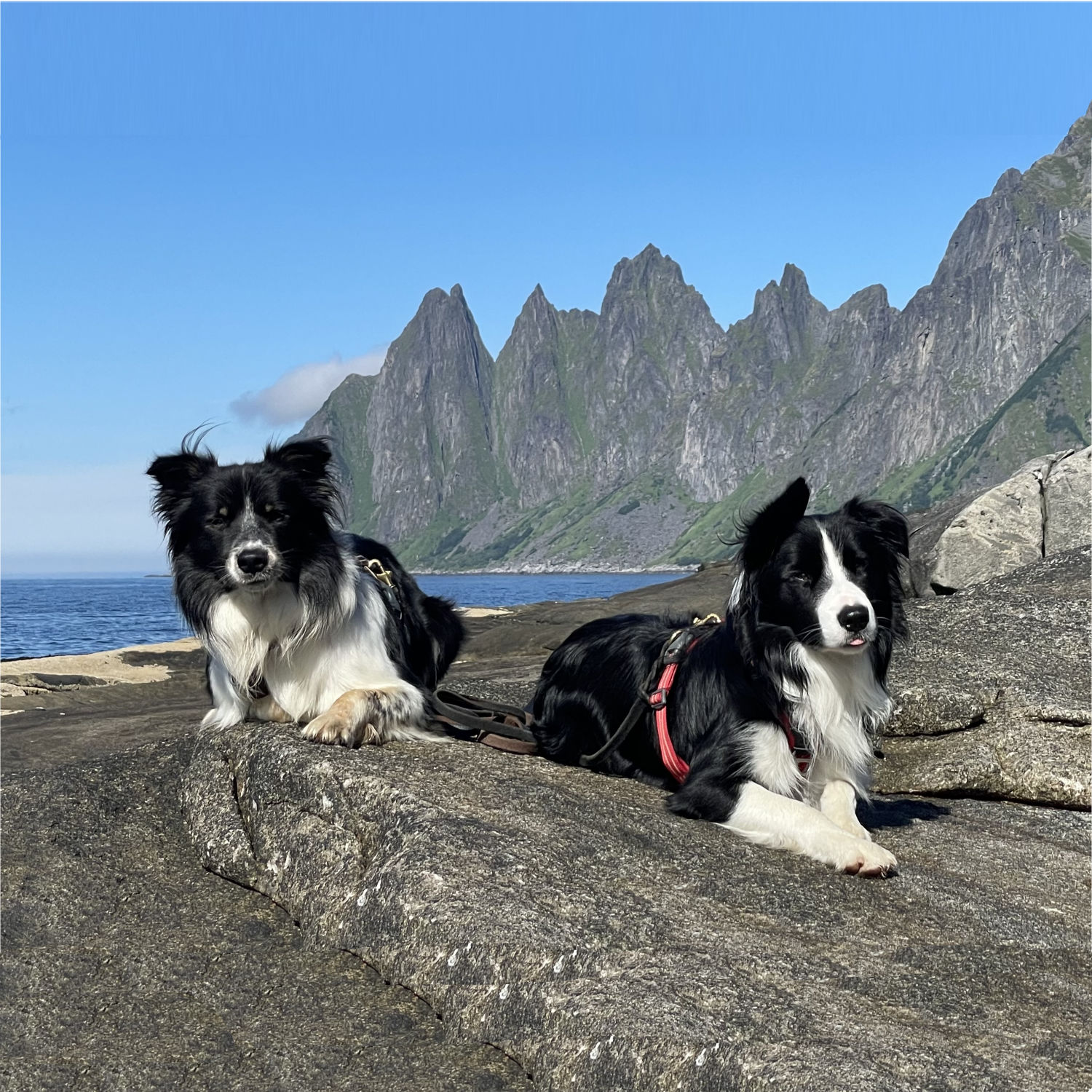 Our friendly Border Collies